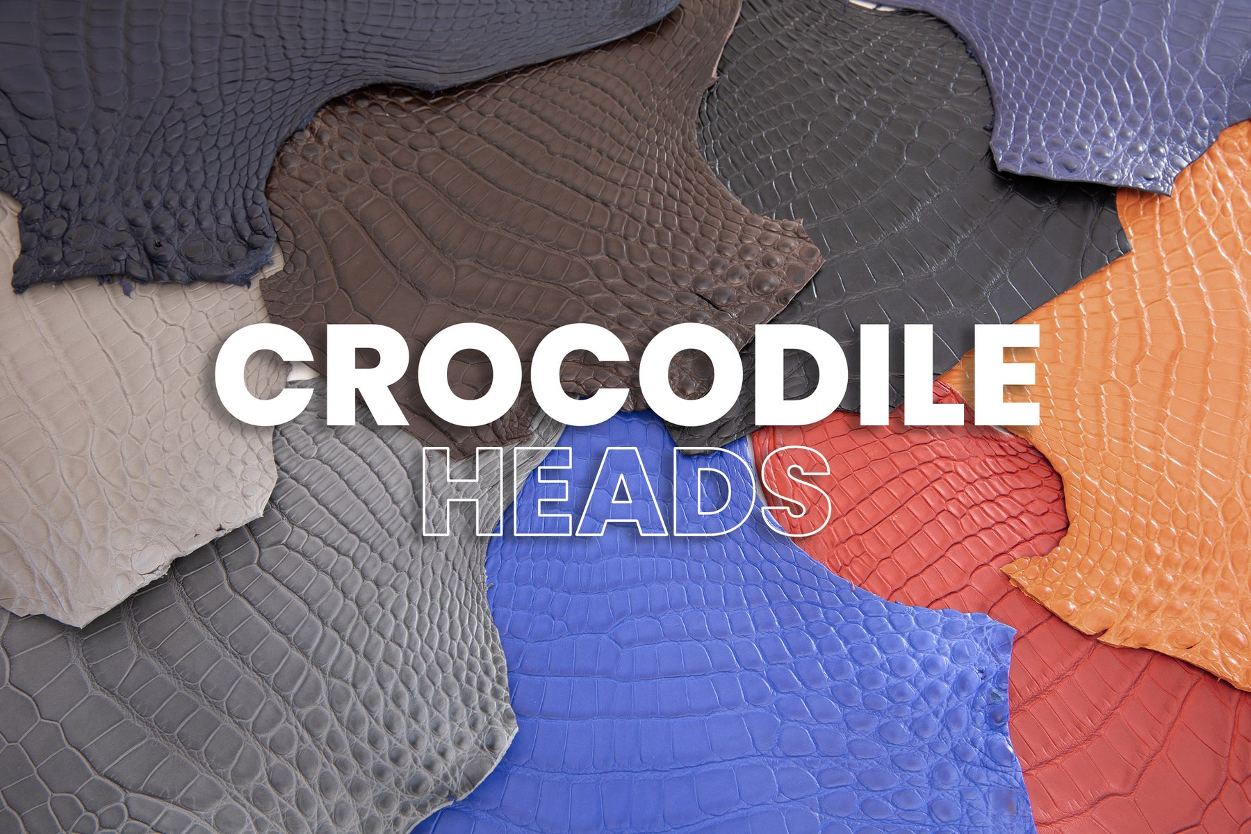 Porosus Crocodile - Large Heads - 50% OFF